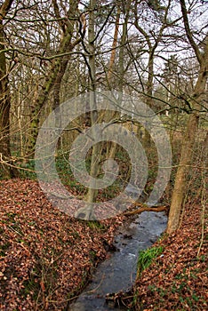 Woodland stream or beck in Winter