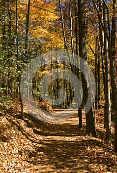 Wooded trail in fall with side lighting