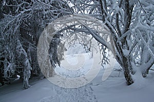 Wooded trail in snow-covered and frosted winter landscape on a misty day