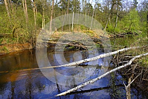 Wooded wetlands landscape with an early spring green foliage in a Roztoka River Reserve wildlife refuge in Mazovian district of