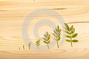 Wooden background with arranged green leaves