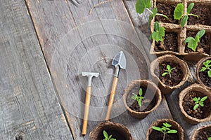 Wooden background with cucumber and tomato seedlings and garden tools.