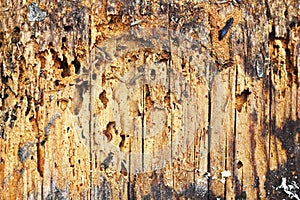 Wooden background of decayed plank