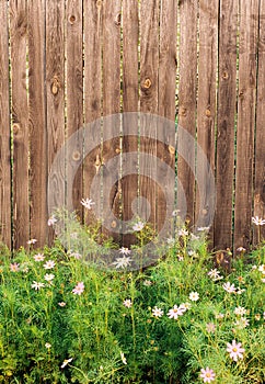 Wooden background. Garden fence with pink flowers.