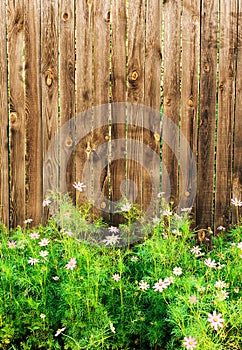 Wooden background. Garden fence with pink flowers Cosmea Bipinnatus
