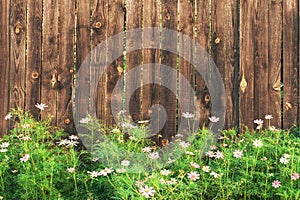 Wooden background. Garden fence with pink flowers.
