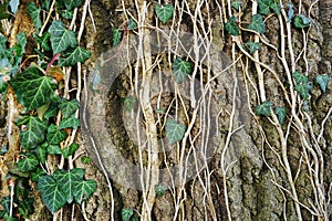 Tree trunk, old rough wood texture.