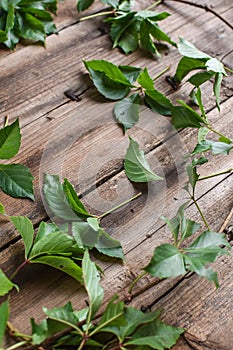 Wooden background with green wild grapes, leaves spread over wooden background,