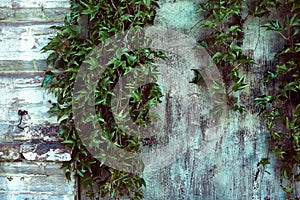 Wooden background with hanging ivy leaves