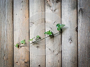 Wooden background with ivy