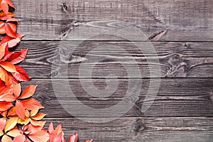 Wooden background with leaves of wild grapes.