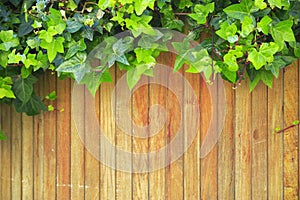 Wooden background with some ivy leaves.
