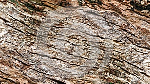 Wooden background from tree trunk bark for texture material