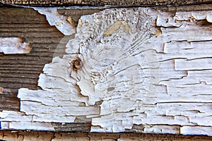 Wooden background with white peeling paint