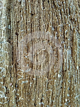 Wooden background. Wood texture. Basis. Pattern