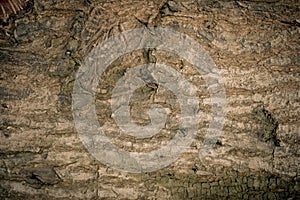 Wooden bark,tree trunk texture Wood bark background