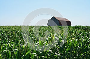 Wooden barn in green cornfield