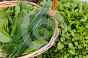 Wooden basket with fresh salad greens, spinach, green onions