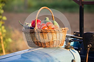 Wooden basket full of freshly harvested vegetables in garden.