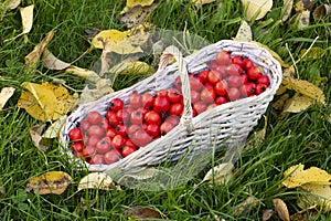 Wooden basket full of rosehip berries on the autumn grass