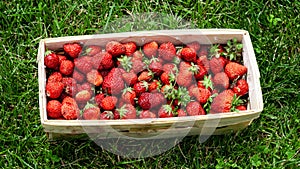 Wooden basket with red strawberries on green grass