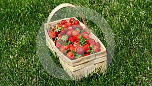 Wooden basket with red strawberries on green grass