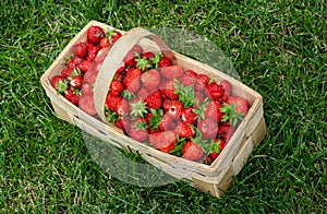Wooden basket with red strawberries on green grass
