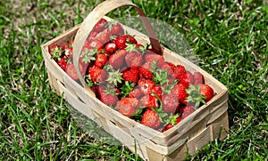 Wooden basket with red strawberries on green grass