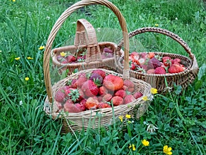 Wooden baskets full with red, ripe strawberries on the ground with green grass in summer. Fruits and food from backyard garden in