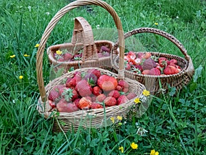 Wooden baskets full with red, ripe strawberries on the ground with green grass in summer. Fruits and food from backyard garden in