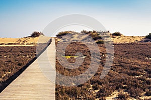 Wooden beach boardwalk path