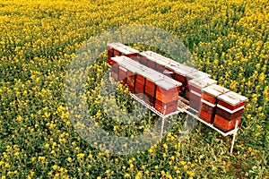 Wooden beehive boxes in blooming rapeseed field, aerial shot drone pov