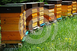 Wooden beehives with active honeybees