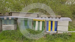 Wooden beehives in a green spring environment