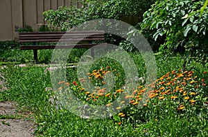 Wooden bench in an authentic flower garden with nature reviving in spring