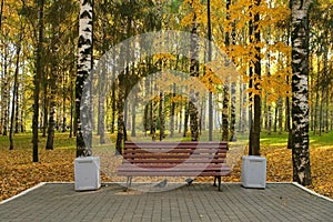 Wooden bench in autumn city park among birches near asphalt path.