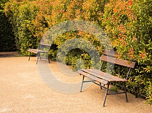 Wooden bench and autumn green and brown leaves wall background