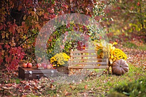 Wooden bench in the autumn park, a chest, flowers, pumpkins with apples, atmospheric autumn