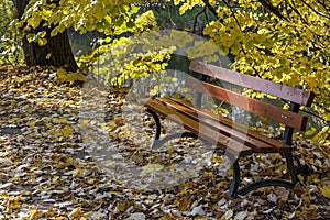 wooden bench autumn park sunny day close up