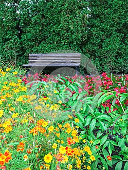 Wooden bench in blooming summer garden