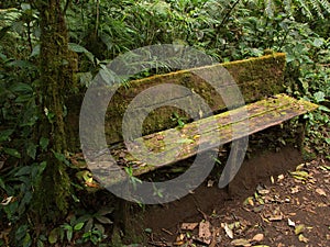 Wooden bench in Bosque Nuboso National Park near Santa Elena in Costa Rica