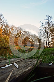 Wooden bench and bridge in autumn park