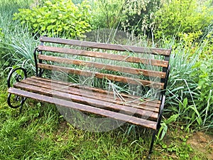 Wooden bench in cottage garden with iris flowers