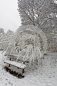 A wooden bench covered with thick snow with frozen ferns and trees in the background