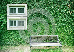 Wooden bench in front of creeping plant wall