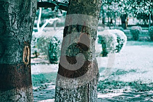 Wooden bench with graffiti next to a tree trunk