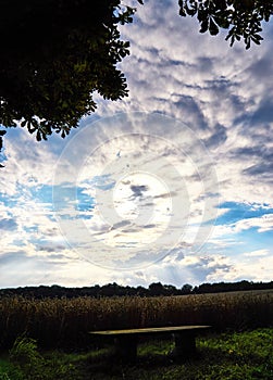 A wooden bench and green agriculture fields with sky with clouds