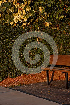 A wooden bench and a green hedge behind