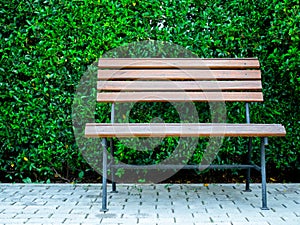 Wooden bench and green leaves wall background