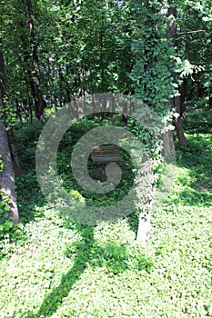 Wooden bench in the greenery of the city park